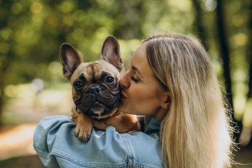French Bulldog being kissed by owner