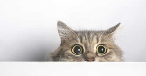 What a scaredy cat! The feline with a PERMANENTLY startled