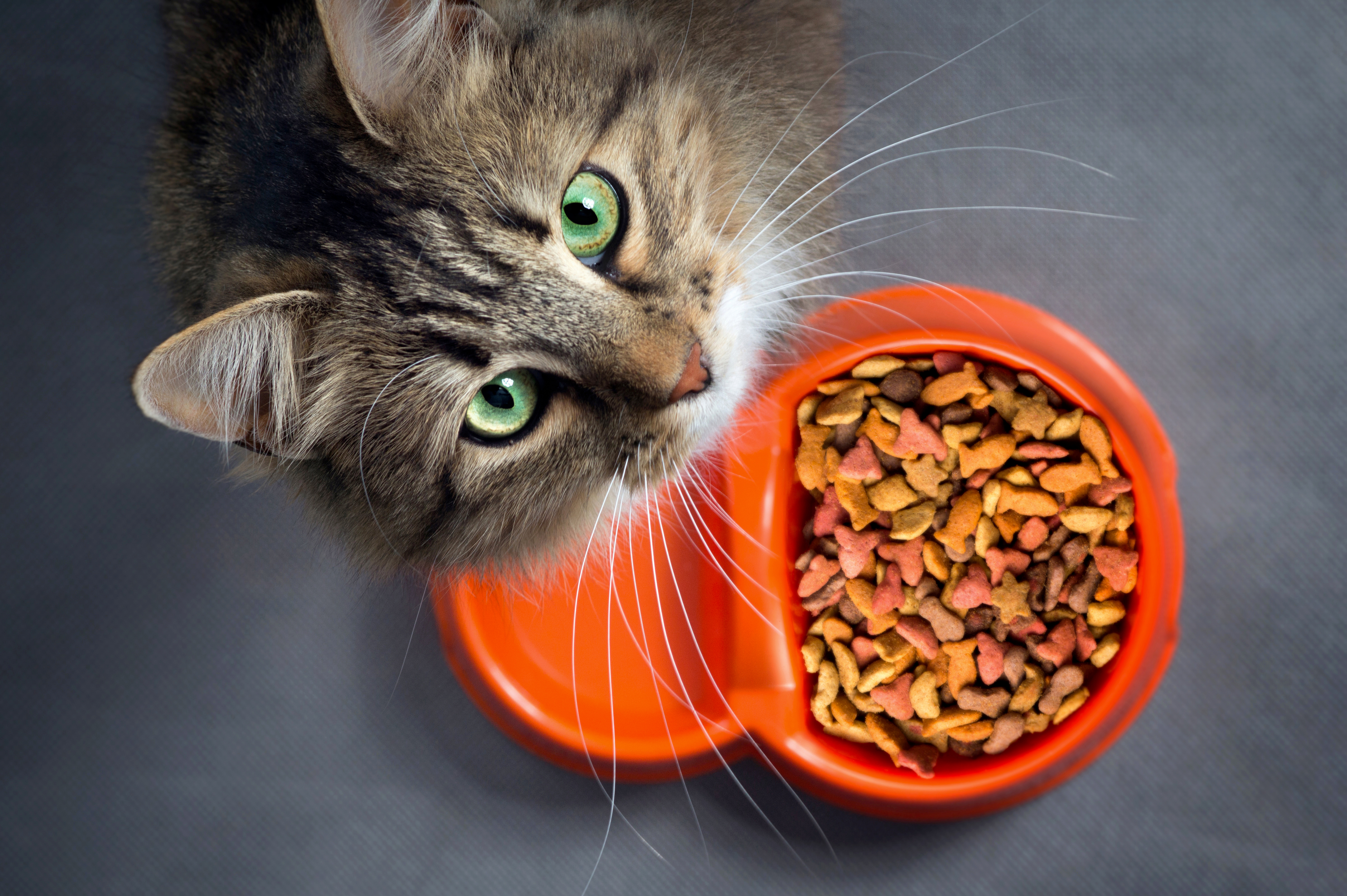 A green-eyed tabby looks up from beside a bright orange bowl of kibble, sitting next to its full dish rather than eating, a familiar worry for owners.