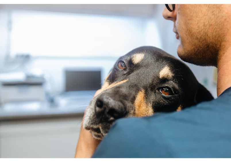 A person in blue scrubs gently holds a black and tan dog with soulful brown eyes in what appears to be a veterinary clinic, highlighting the compassionate care needed when determining what can i give my dog for pain.