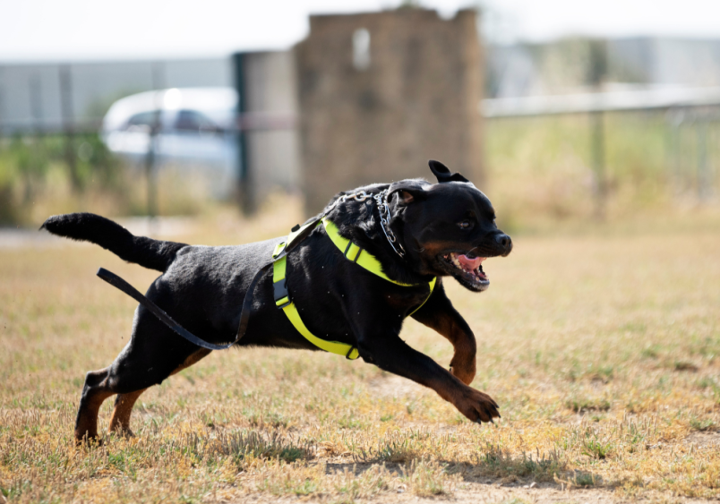 A Rottweiler mid-leap during police dog training, showcasing the breed's agility and strength. Rottweilers, once near extinction, are now famous for roles as police dogs, therapy dogs, and loyal pets.