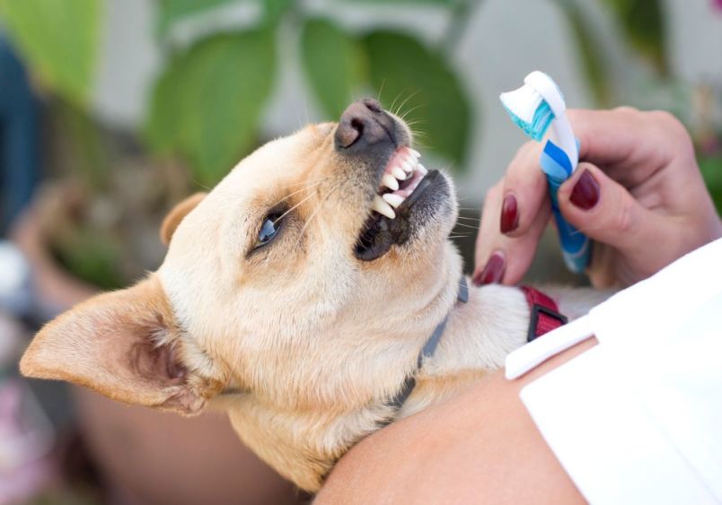 A small dog, possibly a Chihuahua, lies on its back while having its teeth brushed with a blue and white toothbrush, highlighting the importance of regular brushing for dog dental health.