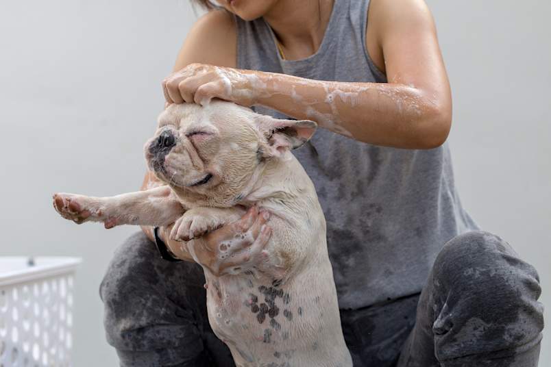 A dog with eyes closed, while sudsy hands work shampoo over its head.