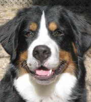 Neil-Bernese-Mountain-Dog