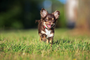 Chihuahua Running Outside