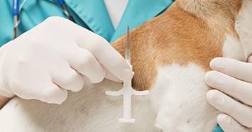 vet-microchipping-a-dog