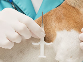 vet-microchipping-a-dog