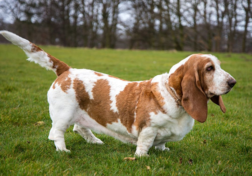 A side profile of a brown and white Basset Hound walking on a grassy field, showcasing its short stature, elongated body, and iconic droopy expression. 