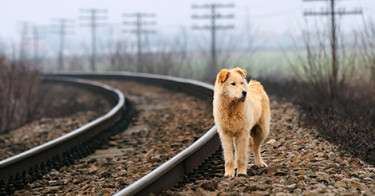 lost dog by railroad tracks