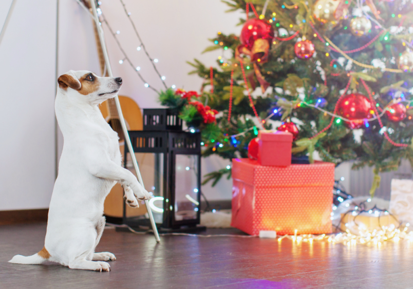 "How to keep dogs away from Christmas tree?" is a common concern for pet owners during the holiday season. To prevent accidents, train and supervise your dog by teaching it the "leave it" command and using positive reinforcement to keep the tree safe from curious pups, like this adorable dog in the image standing on its hind legs.