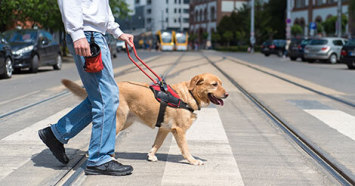 Service dog for the blind