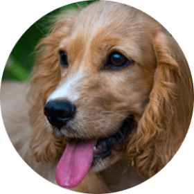 Cocker Spaniel Insurance, Breed & Health Information