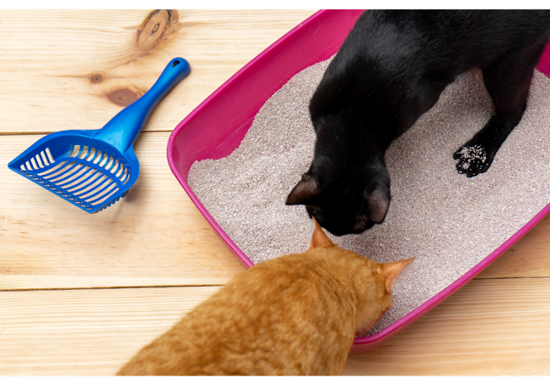 An orange kitten meets a black cat in a pink litter box, demonstrating a key step in how to potty train a kitten through proper introduction and socialization.