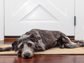 dog on mat by door