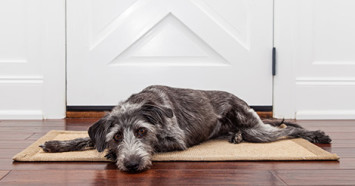 dog on mat by door