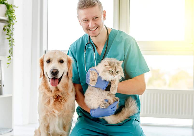 A cheerful veterinarian in teal scrubs holds a fluffy gray cat while a golden retriever sits happily beside him in a bright clinic. Whether you're a first-time pet owner or a longtime dog and cat parent, building a working knowledge of veterinary terminology helps you communicate more effectively with your vet. Common veterinary terminology covers everything from basic vet words like "titer" and "CBC" to more advanced veterinary medical terminology used when discussing diagnostics, medications, and procedures for both dogs and cats. 