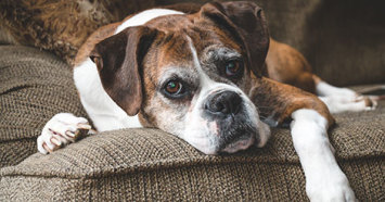 senior boxer dog on couch