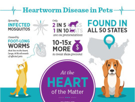 Heartworm Infographic