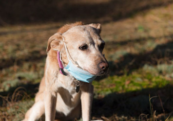 A golden-colored dog wearing a light blue surgical face mask and pink collar sits outdoors in natural lighting, illustrating concerns about disease transmission.