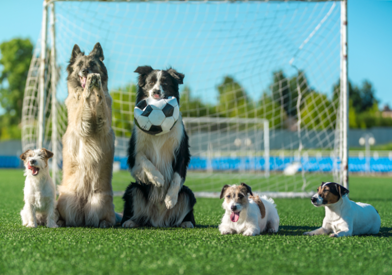 From the energetic Jack Russell Terrier on the left to the mature German Shepherd and the ball-carrying Border Collie in the center, each pup represents a different point in the journey of dog to human years conversion.