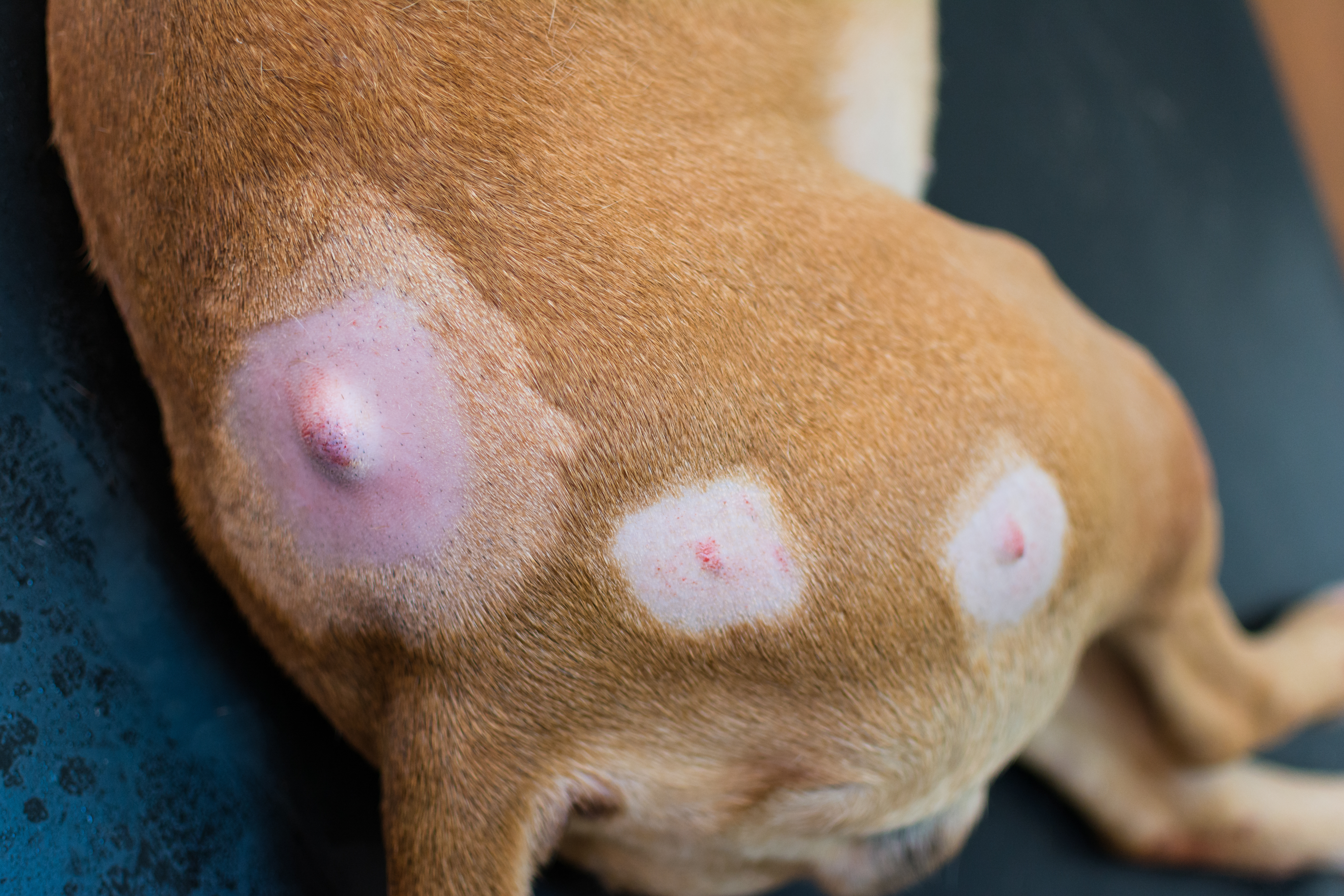 A close-up of a tan dog's hindquarters showing several raised bumps surrounded by patches of hair loss and pink, irritated skin.