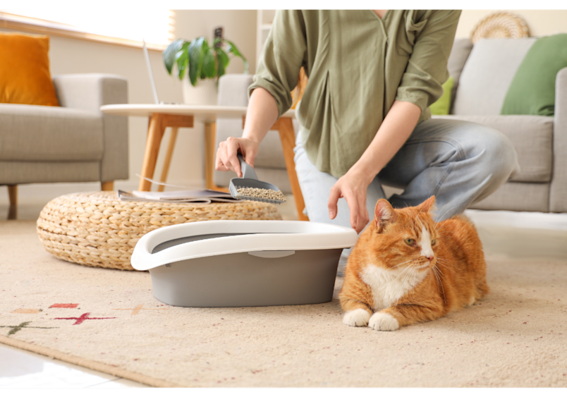 Regular litter box cleaning is essential when learning how to litter train a kitten, as cats will refuse to use a dirty litterbox. 