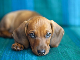 sad dachshund on blue couch