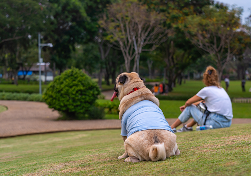 A plump pug in a blue shirt sits on grass watching people in the park, showing classic signs of an overweight dog with no visible waist and a rounded body - something to keep in mind when assessing if your puppy has a healthy body shape.