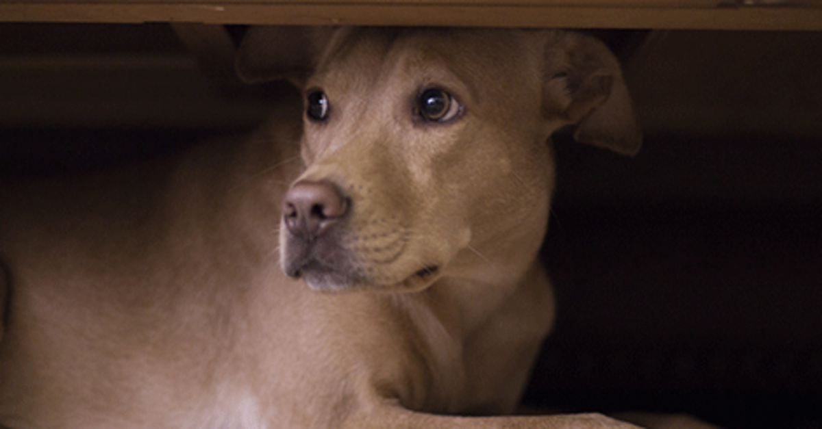 Medicating for Storm and Fireworks Phobia: What Every Dog Person Should Know Medicating For Storm And Fireworks Phobia: What Every Dog Person Should Know