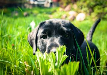 A curious black Labrador puppy sits in tall green grass looking directly at the camera, representing the concern pet owners have when their dogs might encounter or ingest stink bugs in outdoor environments.