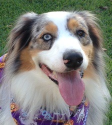 are australian shepherds known for seizures