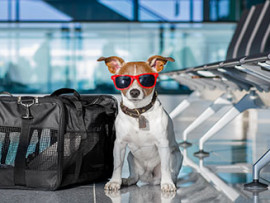 terrier at the airport