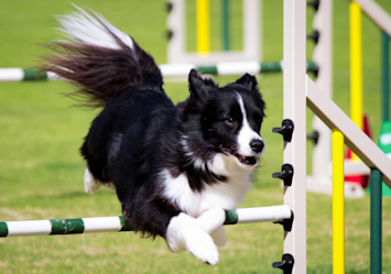 Border collie soaring over an agility jump with its black and white coat flowing, showing why these dogs are the athletes of the canine world - they're incredibly high energy dog breeds that need daily challenges to keep them happy, otherwise they'll find their own entertainment, usually at your expense!