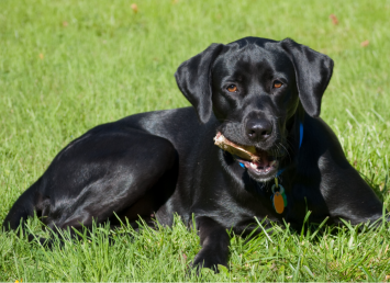 A black dog is seen sitting on grass holding its precious toy in its mouth, one could only wonder what could be its unique name. Is this a black female dog or a black male dog? And if it is a female dog, then what could be its unique name befitting for a beautifully magestic-looking black female dog.