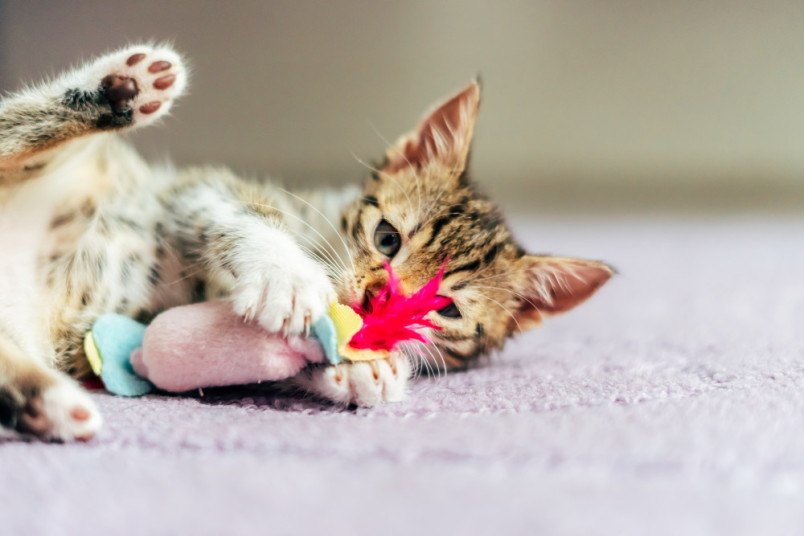 Girl kitten playing with toy