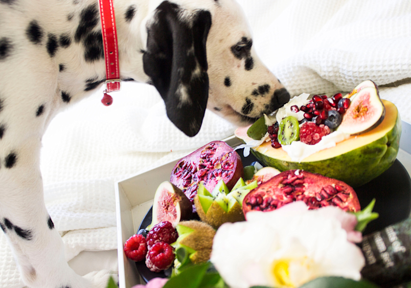 What foods are toxic to dogs? A curious Dalmatian investigates a vibrant bowl filled with fresh figs, berries, and tropical fruits - raising an important reminder about which common foods can be toxic or dangerous for our dogs.