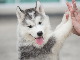 Husky Puppy Training