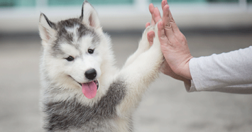 Husky Puppy Training