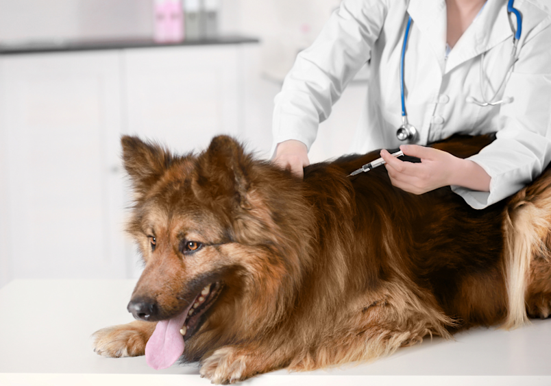 A content German Shepherd gets examined by their vet, a gentle reminder that keeping up with your dog's vaccine schedule is essential for protecting your furry friend's health throughout their life journey with you.