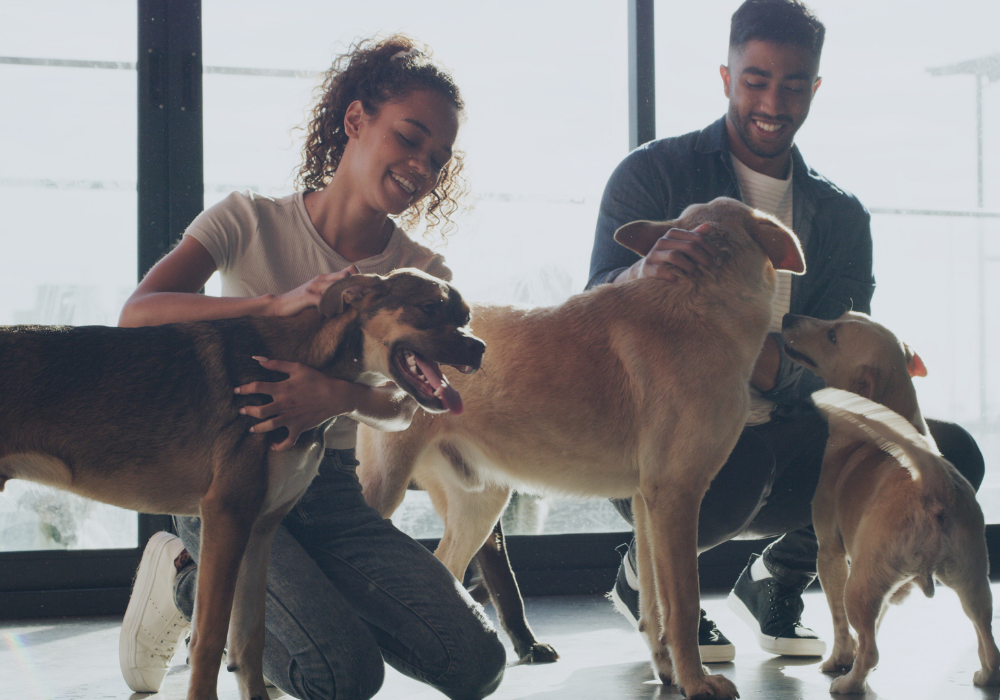 A couple happily interacts with multiple dogs in a bright, sunlit space, showcasing the rewarding bond that makes understanding how much does a dog cost worthwhile for prospective pet parents.