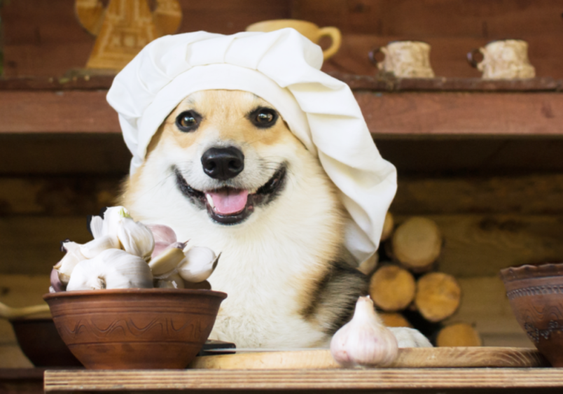 A cheerful dog wearing a chef's hat sitting next to a bowl of garlic, raising the question, 'Can dogs have garlic?' Explore whether garlic is bad for dogs, how much garlic is toxic to dogs, and the potential symptoms of garlic poisoning in dogs. Learn about garlic and dogs, and whether garlic is good or toxic for canine health.