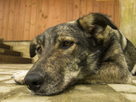 A multi-colored dog with sad eyes lying on a brick patio.