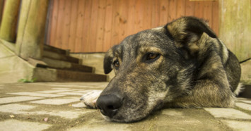 A multi-colored dog with sad eyes lying on a brick patio.