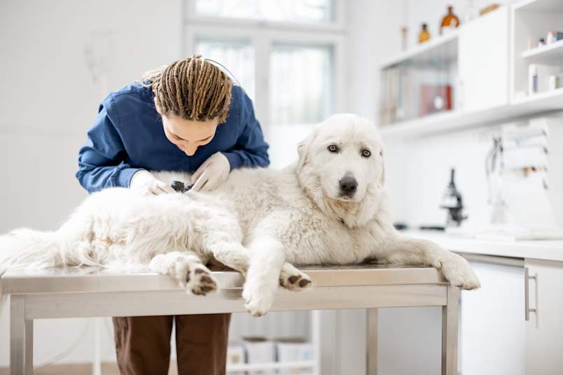 A veterinarian in blue scrubs uses a dermatoscope to closely examine the skin of a large white dog lying calmly on the clinic exam table.