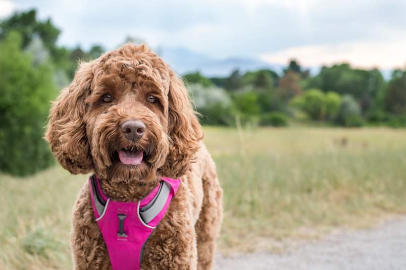 A happy brown Labradoodle with curly fur and floppy ears standing outdoors on a grassy trail, wearing a bright pink harness instead of a traditional collar. This image highlights an important preventive practice for dogs at risk of collapsed trachea in dogs, since using a harness rather than a neck collar helps reduce pressure on the windpipe and can ease tracheal collapse symptoms. 