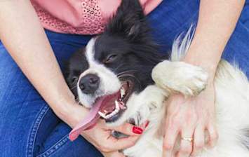 loose teeth in dogs and cats