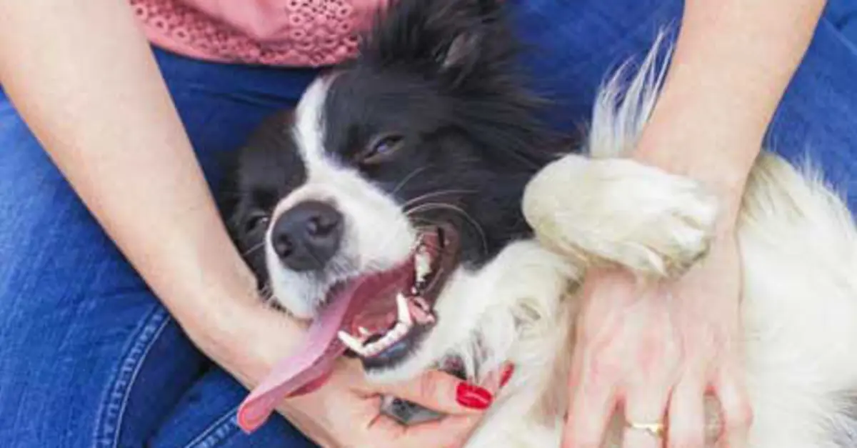 Loose Broken Or Chipped Teeth What Owners Should Know Loose Broken Or Chipped Teeth What Owners Should Know