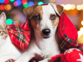 Cat and Dog Laying Under Blanket