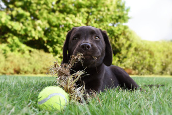 Puppy with a toy in the yard eating grass