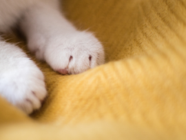 close up of cat paws kneading yellow blanket 